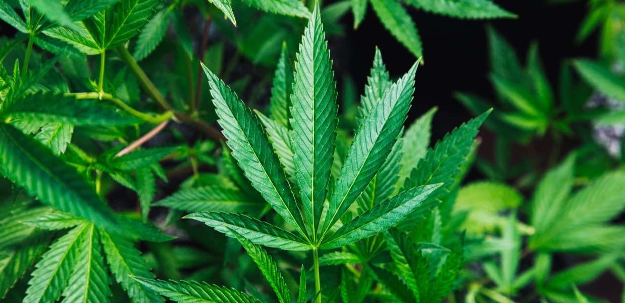 The Cannabis Industry: What Lies Ahead in 2019